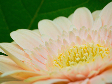 搜查官系列 搜查官系列