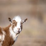 摸胸啪啪 e3yqem493m